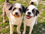 Lio et Lova, deux chiennes indissociables à adopter en association