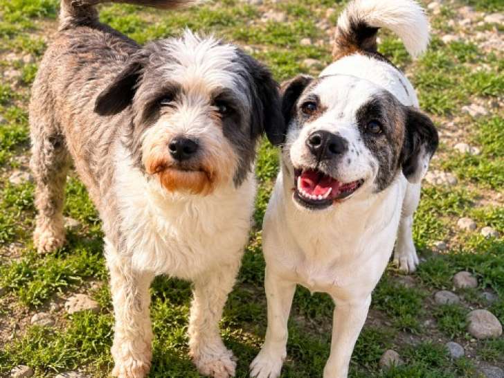 Lio et Lova, deux chiennes indissociables à adopter en association