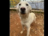 À adopter : chienne au pelage sable de 3 ans