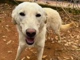 À adopter : chienne au pelage sable de 3 ans