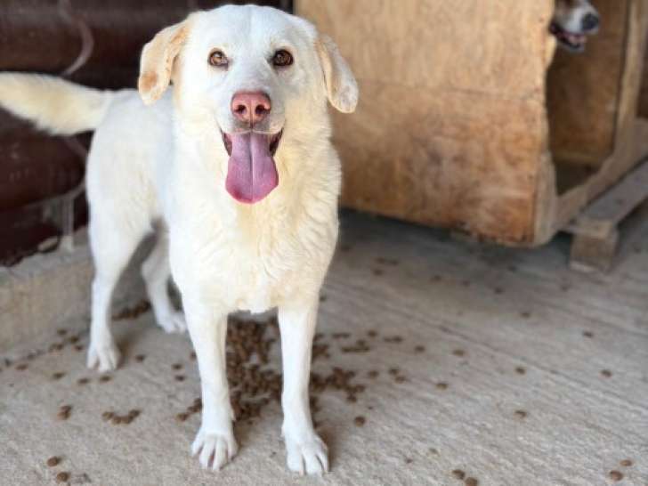 Alba, jeune chienne Labrador à adopter en refuge