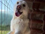 Alba, jeune chienne Labrador à adopter en refuge