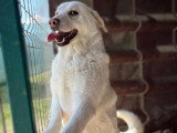Alba, jeune chienne Labrador à adopter en refuge
