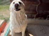 Alba, jeune chienne Labrador à adopter en refuge