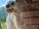 Alba, jeune chienne Labrador à adopter en refuge