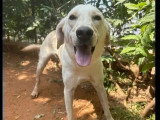 En attente d'adoption : chienne au pelage sable de 3 ans