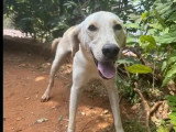En attente d'adoption : chienne au pelage sable de 3 ans