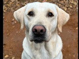 À la recherche d'une famille : chienne Labrador au pelage sable de 6 ans