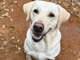 À la recherche d'une famille : chienne Labrador au pelage sable de 6 ans