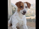 En quête d'un foyer : chienne blanche de 3 ans