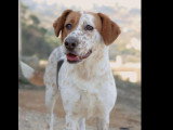 En quête d'un foyer : chienne blanche de 3 ans