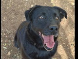 Adoption disponible : chienne noire de 5 ans