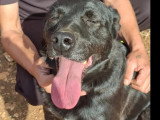 Adoption disponible : chienne noire de 5 ans