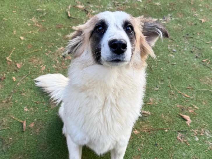 Prête pour l'adoption : chienne tricolore d'un an