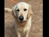 À adopter : chien Golden Retriever blanc de 3 ans