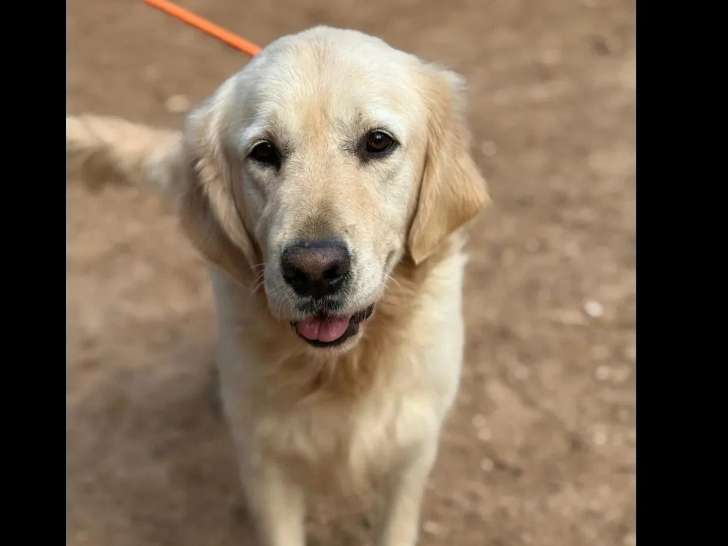 À adopter : chien Golden Retriever blanc de 3 ans