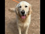 À adopter : chien Golden Retriever blanc de 3 ans