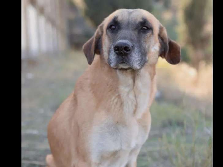 En attente d'un foyer : chienne beige de 4 ans