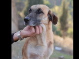 En attente d'un foyer : chienne beige de 4 ans