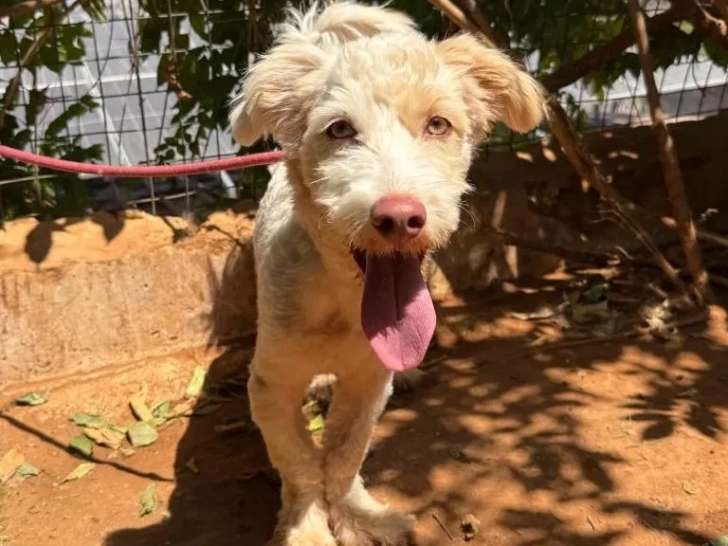 À accueillir : chien de couleur crème d'un an
