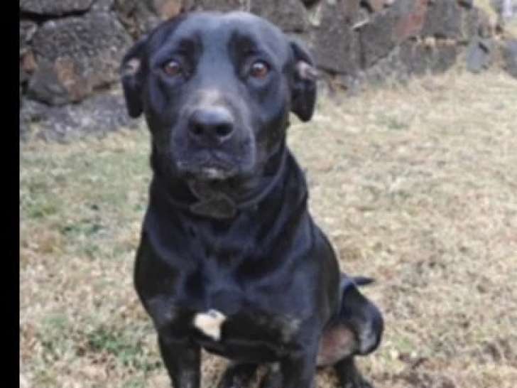 Disponible à l'adoption : chien noir de 4 ans