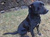 Disponible à l'adoption : chien noir de 4 ans