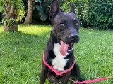 À adopter : chien Berger noir de 2 ans
