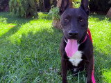 À adopter : chien Berger noir de 2 ans