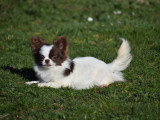 Femelle Chihuahua miniature de 11 mois à vendre