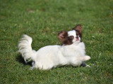 Femelle Chihuahua miniature de 11 mois à vendre