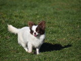 Femelle Chihuahua miniature de 11 mois à vendre