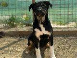 Mira, chiot à adopter en refuge