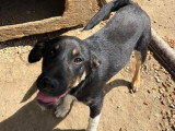 Mira, chiot à adopter en refuge