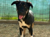 Mira, chiot à adopter en refuge