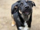 Mira, chiot à adopter en refuge