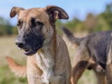 À la recherche d'une famille : chienne Berger fauve charbonnée de 2 ans
