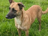 À la recherche d'une famille : chienne Berger fauve charbonnée de 2 ans