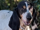 Adoption disponible : chienne Porcelaine tricolore de 6 ans