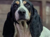 Adoption disponible : chienne Porcelaine tricolore de 6 ans
