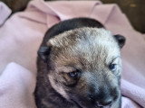 Chiot Västgotaspets à vendre