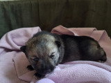 Chiot Västgotaspets à vendre
