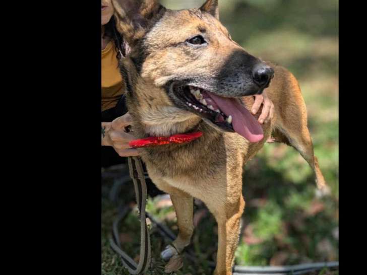 En attente d'adoption : chienne fauve charbonnée de 5 ans