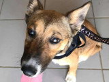 En attente d'adoption : chienne fauve charbonnée de 5 ans