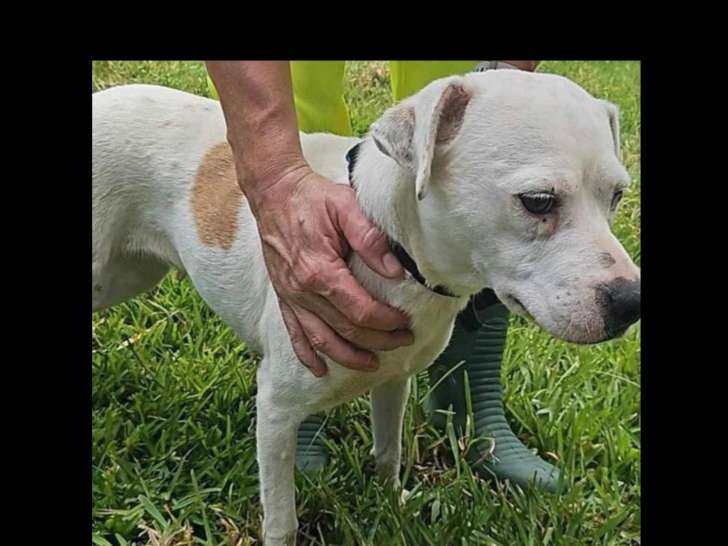 Prêt pour l'adoption : chien Berger marron et blanc de 2 ans