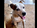 À accueillir : chien marron et blanc d'un an