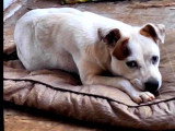 À accueillir : chien marron et blanc d'un an