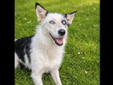 À adopter : chienne de 2 ans au pelage noir et blanc