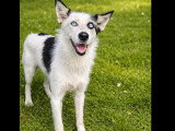 À adopter : chienne de 2 ans au pelage noir et blanc