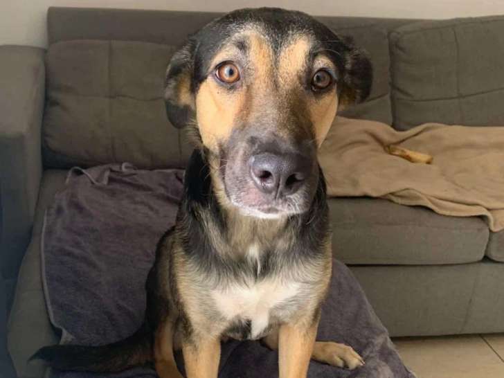 En attente d'adoption : chienne de 2 ans au pelage noir et feu