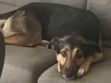 En attente d'adoption : chienne de 2 ans au pelage noir et feu